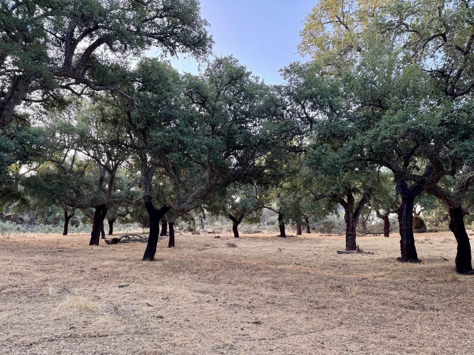 Finca/Country House for sale in San Vicente de Alcantara - € 69,000 (Ref: 9201891)