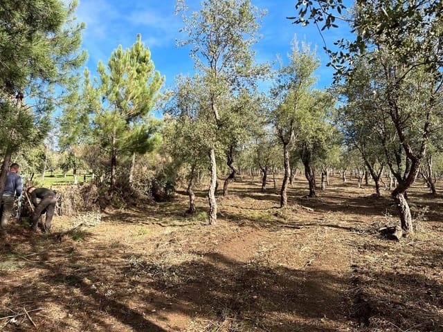 Undeveloped Land for sale in Valencia de Alcántara - € 65,000 (Ref: 9201896)