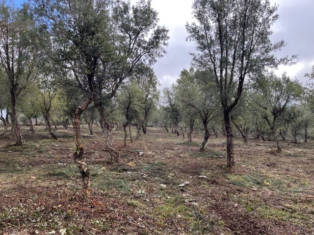 Undeveloped Land for sale in Valencia de Alcántara - € 65,000 (Ref: 9201896)