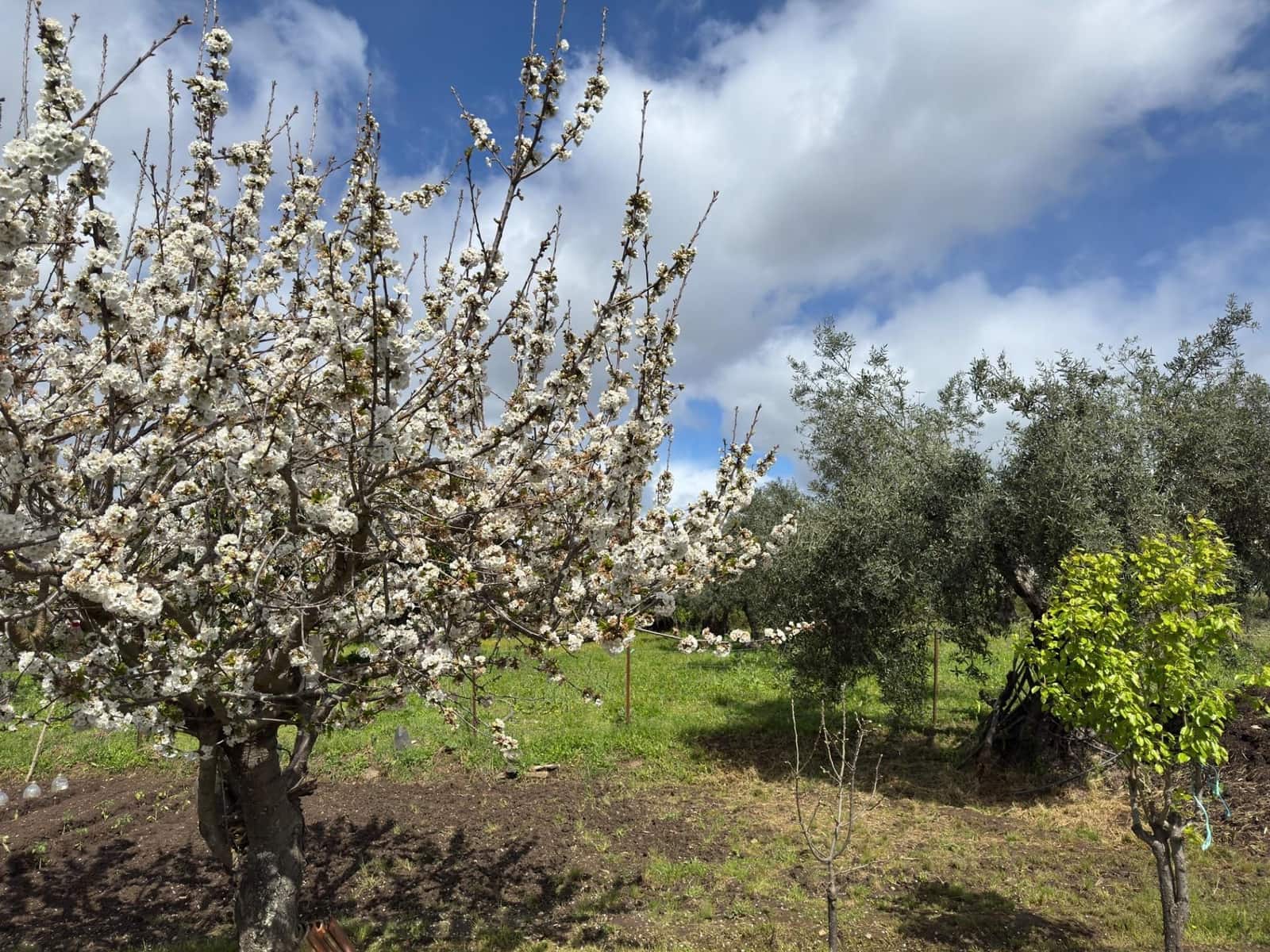 Finca/Casa Rural de 3 habitaciones en Valencia de Alcántara en venta con garaje - 90.000 € (Ref: 9201897)
