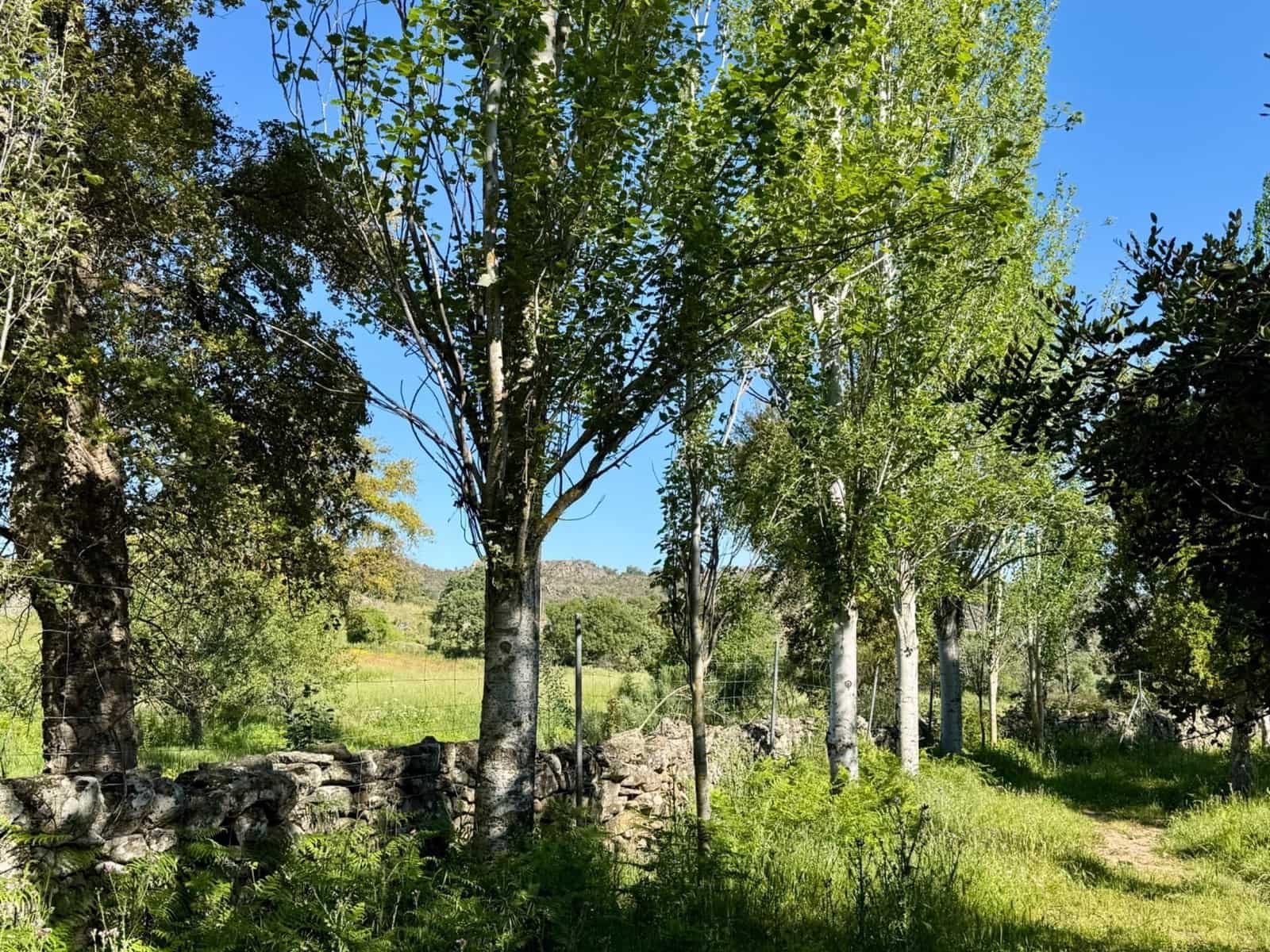 5 sypialnia Finka/Dom wiejski na sprzedaż w Valencia de Alcantara z basenem garażem - 460 000 € (Ref: 9201899)