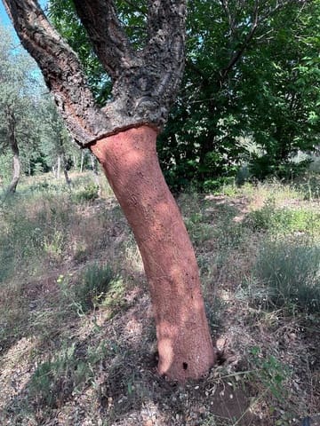 Finca/Hus på landet till salu i Valencia de Alcántara med garage - 279 000 € (Ref: 9201901)