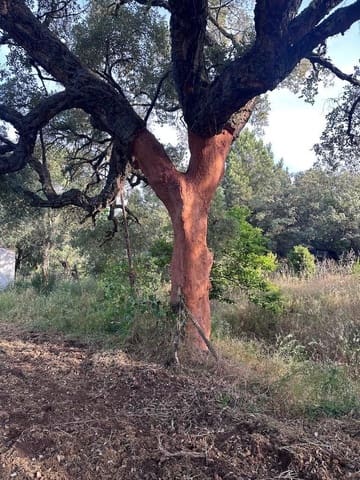 Finca/Hus på landet till salu i Valencia de Alcántara med garage - 279 000 € (Ref: 9201901)