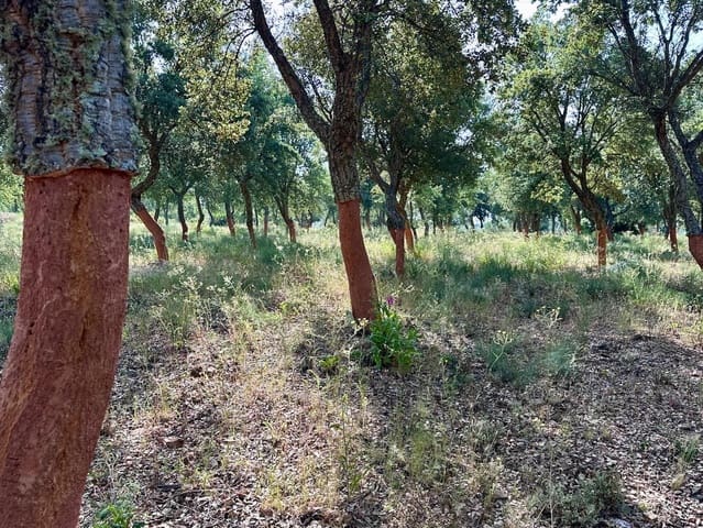 Finca/Hus på landet till salu i Valencia de Alcántara med garage - 279 000 € (Ref: 9201901)