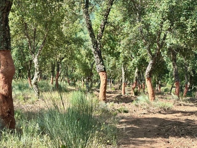 Finca/Hus på landet till salu i Valencia de Alcántara med garage - 279 000 € (Ref: 9201901)