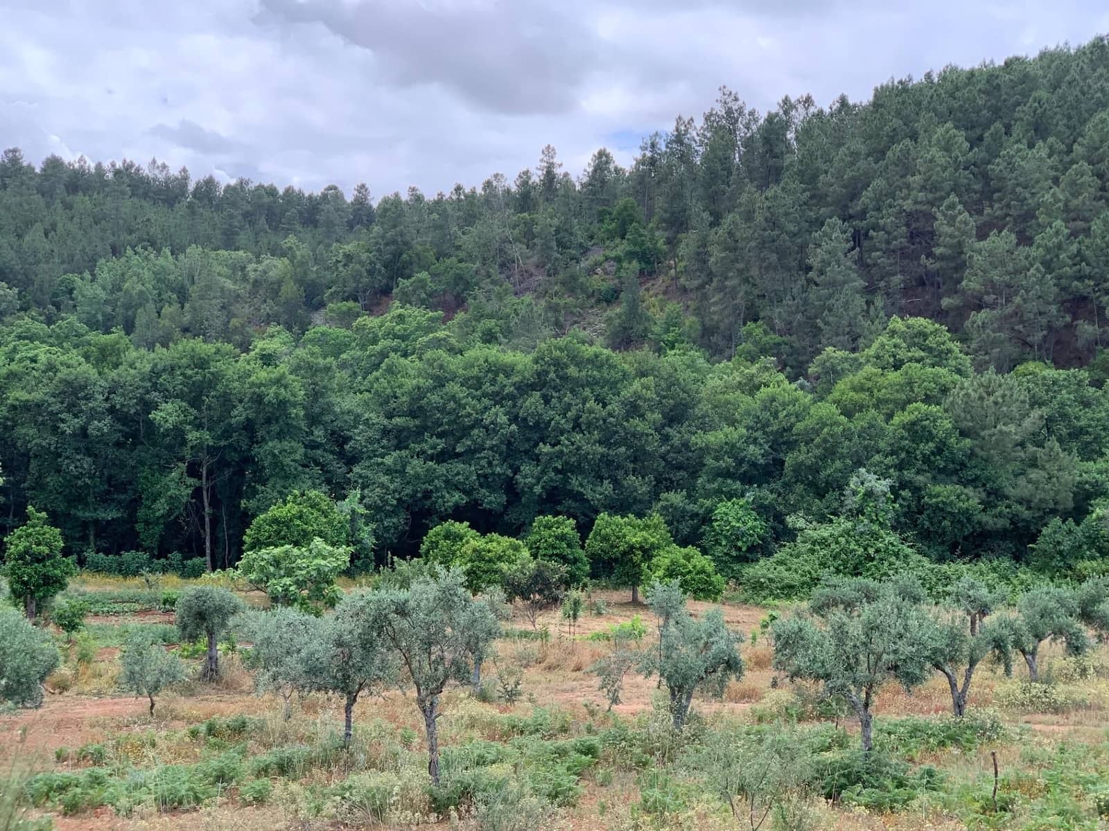 Grunde uden byggetilladelser til salg i Valencia de Alcantara - € 80.000 (Ref: 9201905)