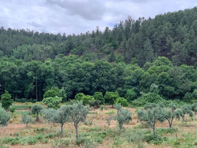 Undeveloped Land for sale in Valencia de Alcántara - € 80,000 (Ref: 9201905)