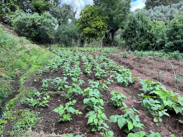 Undeveloped Land for sale in Valencia de Alcántara - € 80,000 (Ref: 9201905)