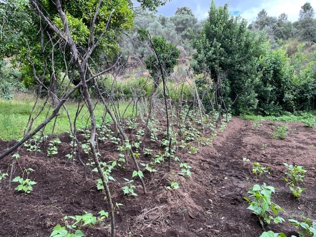 Undeveloped Land for sale in Valencia de Alcántara - € 80,000 (Ref: 9201905)