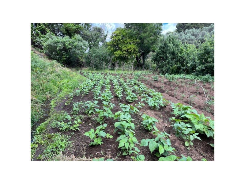 Undeveloped Land for sale in Valencia de Alcantara - € 80,000 (Ref: 9201905)