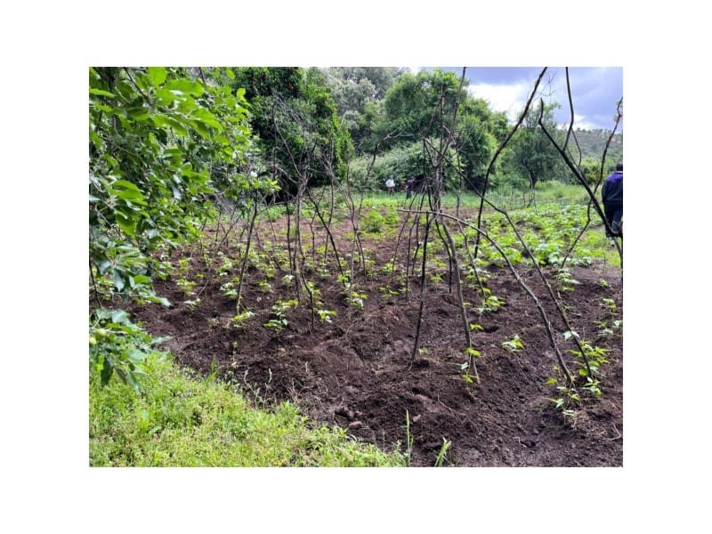 Undeveloped Land for sale in Valencia de Alcantara - € 80,000 (Ref: 9201905)