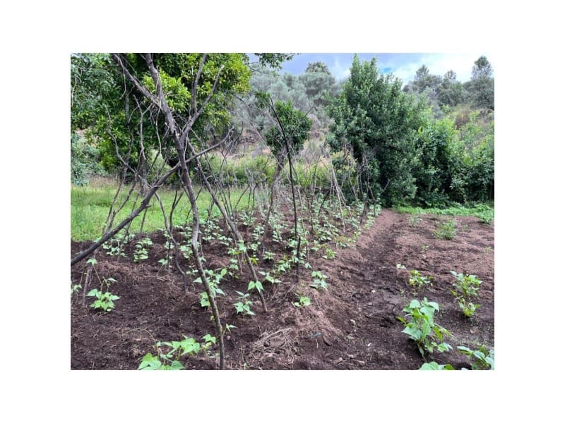 Undeveloped Land for sale in Valencia de Alcantara - € 80,000 (Ref: 9201905)