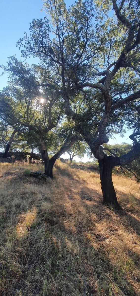 Grunde uden byggetilladelser til salg i San Vicente de Alcantara - € 56.000 (Ref: 9201906)