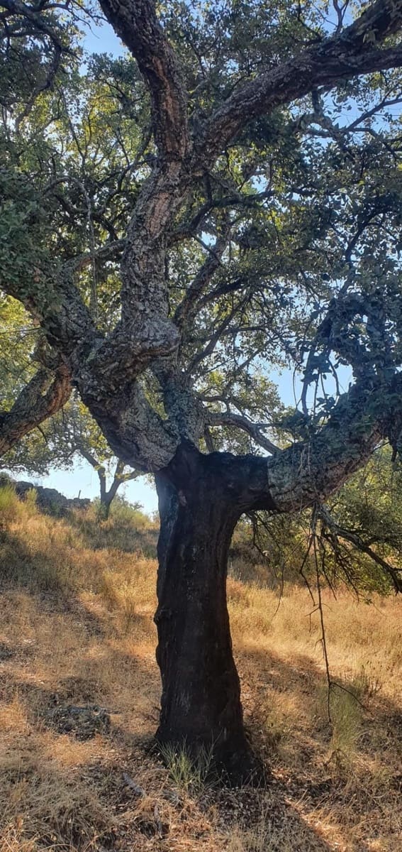 Grunde uden byggetilladelser til salg i San Vicente de Alcantara - € 56.000 (Ref: 9201906)