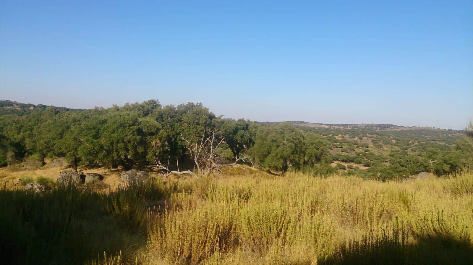 Grunde uden byggetilladelser til salg i San Vicente de Alcantara - € 56.000 (Ref: 9201906)