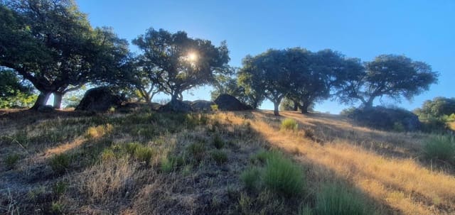 Undeveloped Land for sale in San Vicente de Alcántara - € 56,000 (Ref: 9201906)