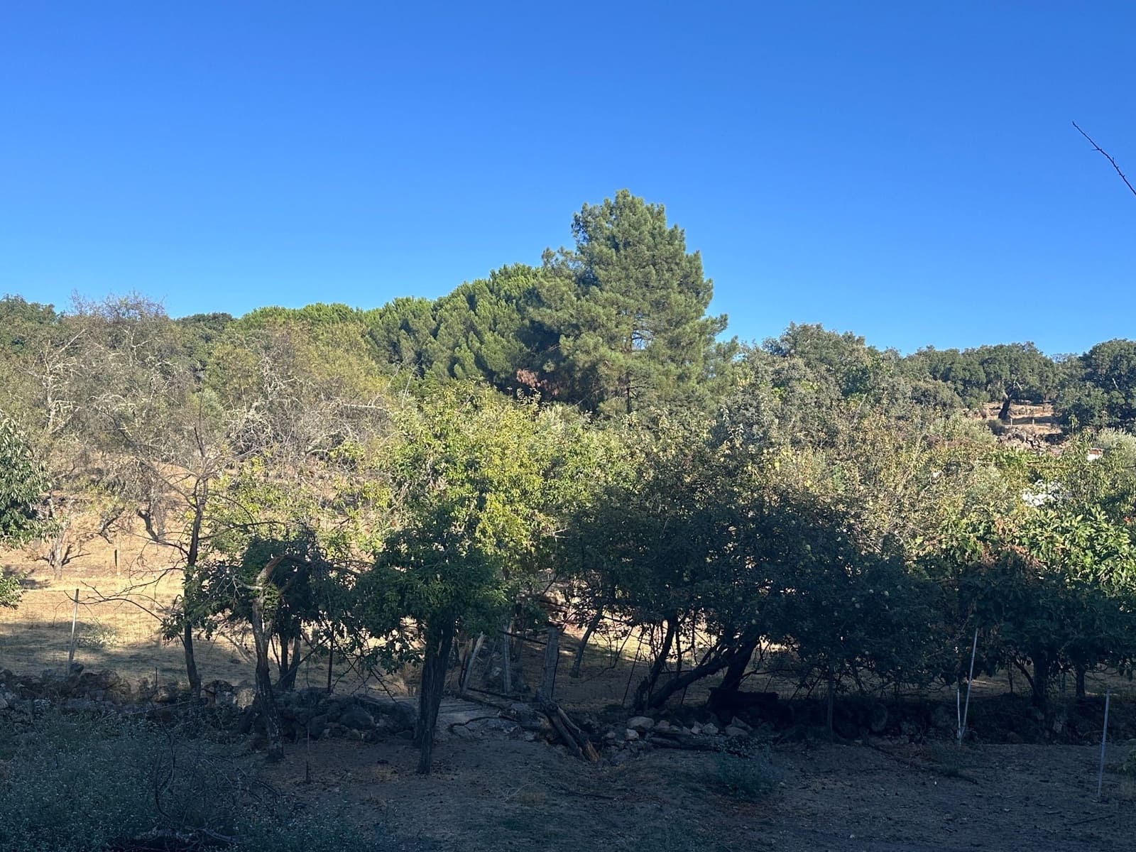 3 soveværelse Finca/Landehus til salg i San Vicente de Alcantara - € 98.000 (Ref: 9219712)