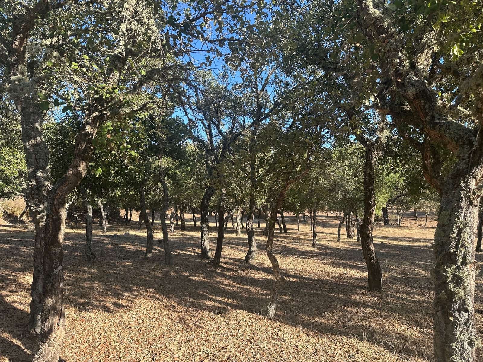 3 soveværelse Finca/Landehus til salg i San Vicente de Alcantara - € 98.000 (Ref: 9219712)