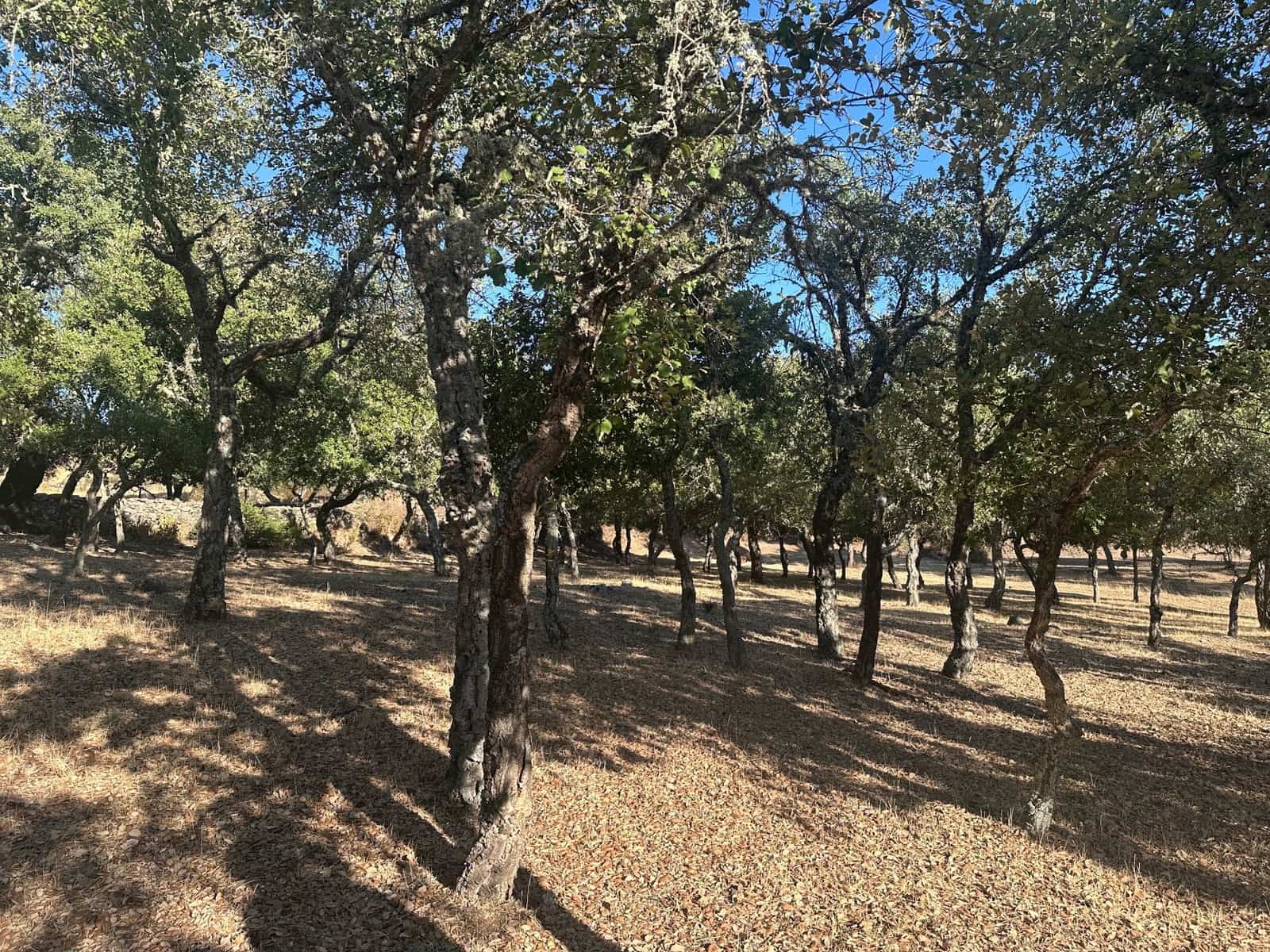 3 soveværelse Finca/Landehus til salg i San Vicente de Alcantara - € 98.000 (Ref: 9219712)