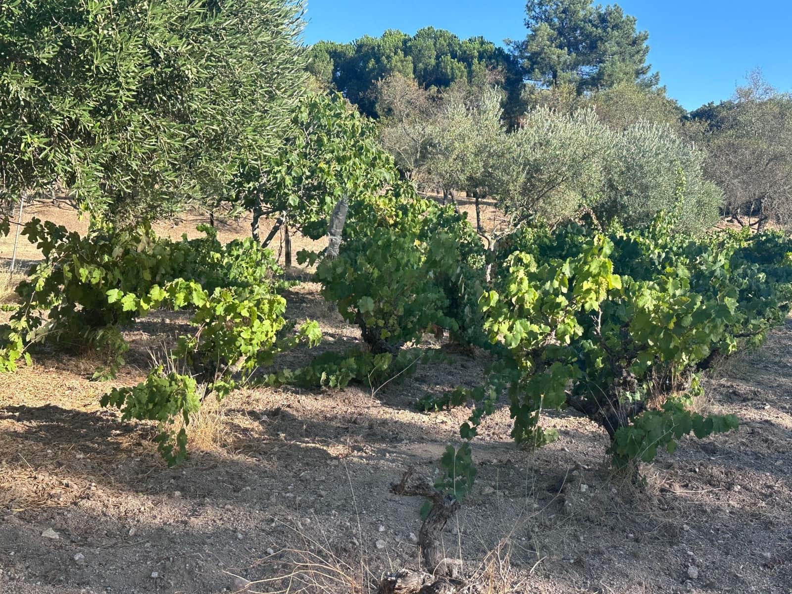 3 soveværelse Finca/Landehus til salg i San Vicente de Alcantara - € 98.000 (Ref: 9219712)