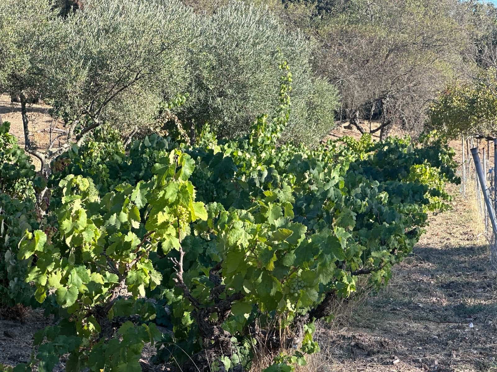 3 soveværelse Finca/Landehus til salg i San Vicente de Alcantara - € 98.000 (Ref: 9219712)