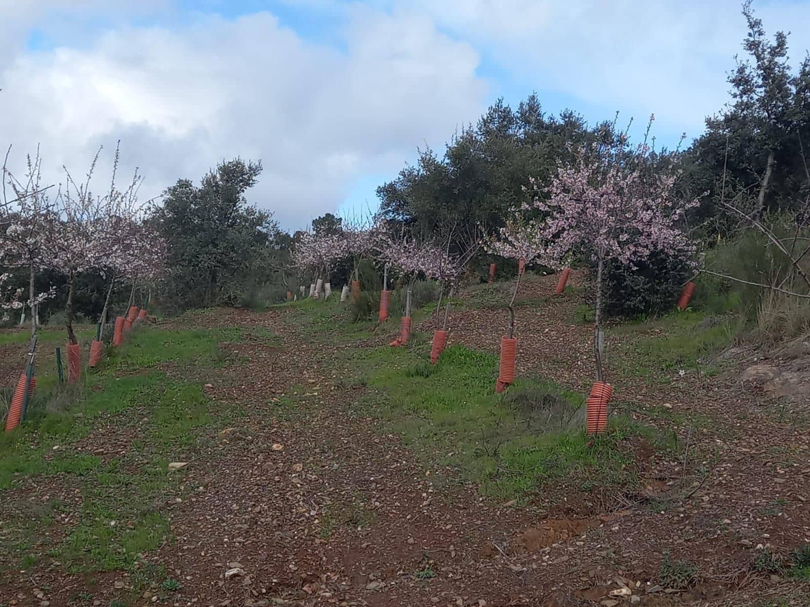 4 soverom Finca/Herregård til salgs i Valencia de Alcantara - € 160 000 (Ref: 9358863)