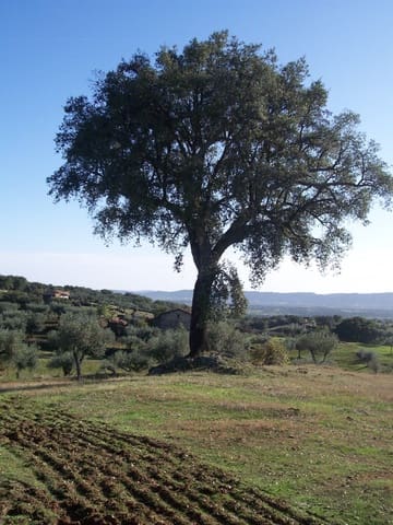 Finca/Country House for sale in San Vicente de Alcántara - € 45,000 (Ref: 9418997)