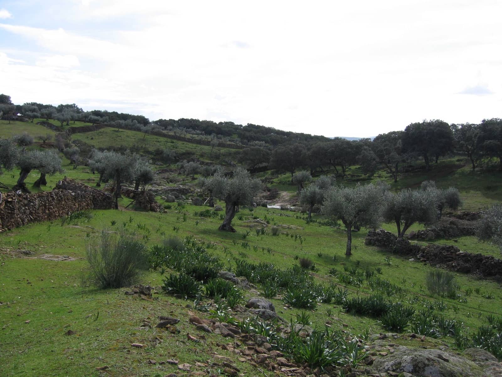 Finca/Landehus til salg i San Vicente de Alcantara - € 45.000 (Ref: 9418997)