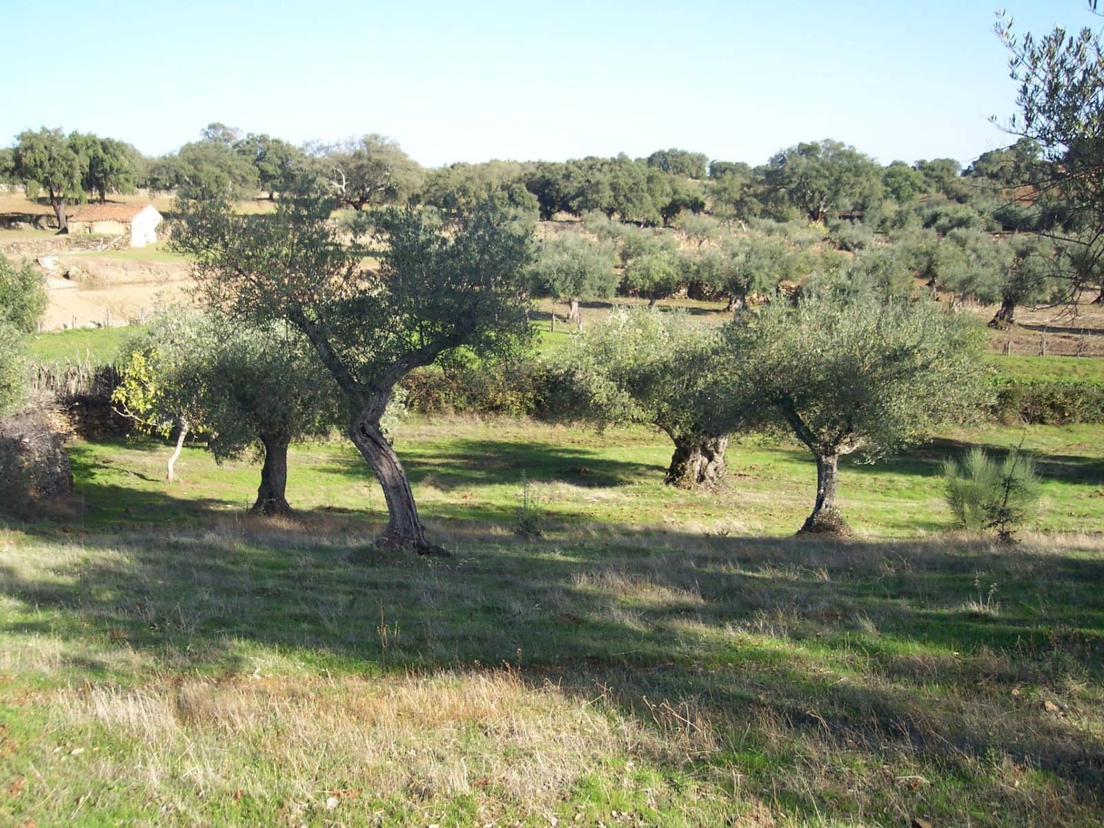 Finca/Landehus til salg i San Vicente de Alcantara - € 45.000 (Ref: 9418997)