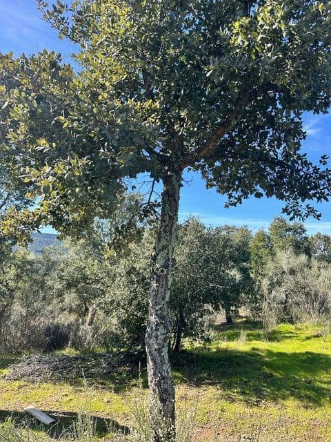 Finca/Hus på landet till salu i Valencia de Alcantara - 125 000 € (Ref: 9426879)