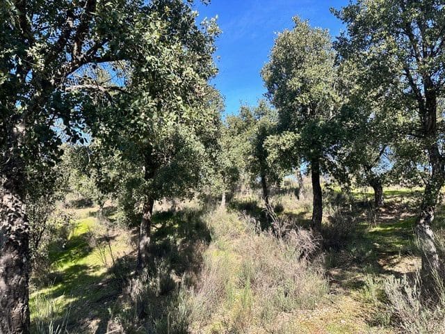 Finca/Hus på landet till salu i Valencia de Alcántara - 125 000 € (Ref: 9426879)