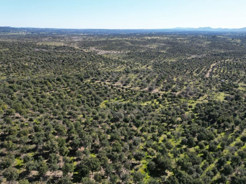 Terreno/Finca Rústica en Valencia de Alcántara en venta - 125.000 € (Ref: 9643346)