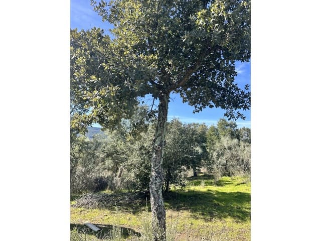 Terreno/Finca Rústica en Valencia de Alcántara en venta - 125.000 € (Ref: 9643346)