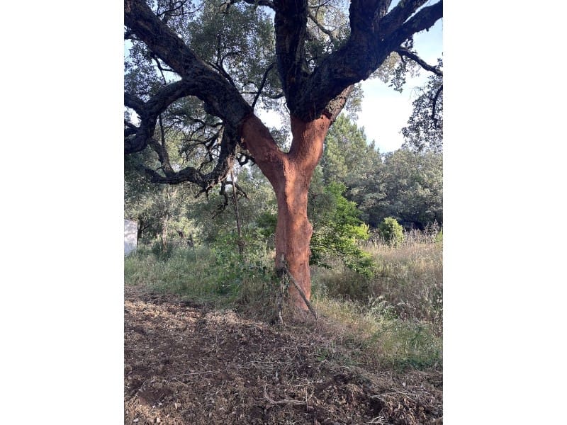 Finca/Casa Rural de 1 habitación en Valencia de Alcántara en venta - 279.000 € (Ref: 9643347)