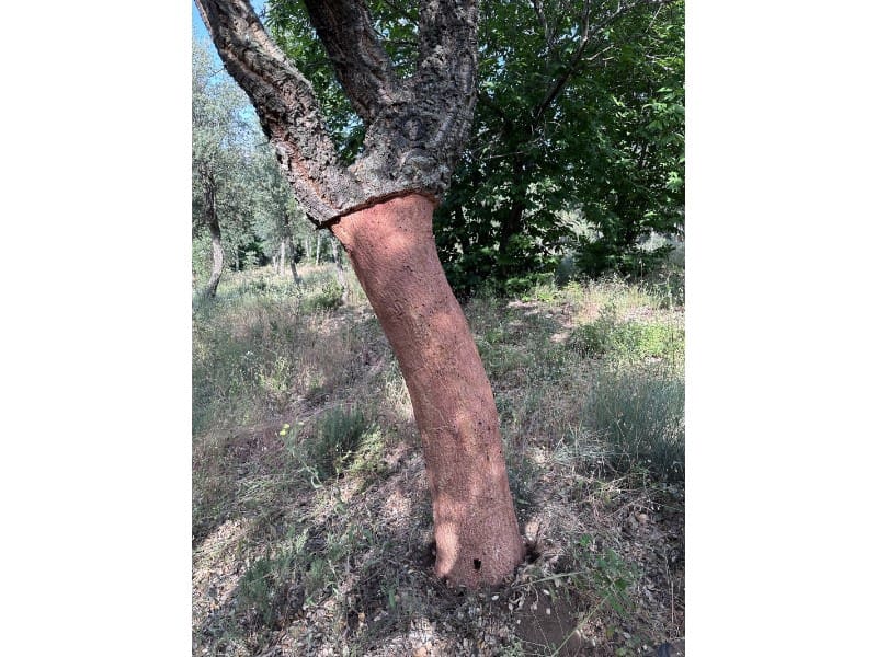 Finca/Casa Rural de 1 habitación en Valencia de Alcántara en venta - 279.000 € (Ref: 9643347)