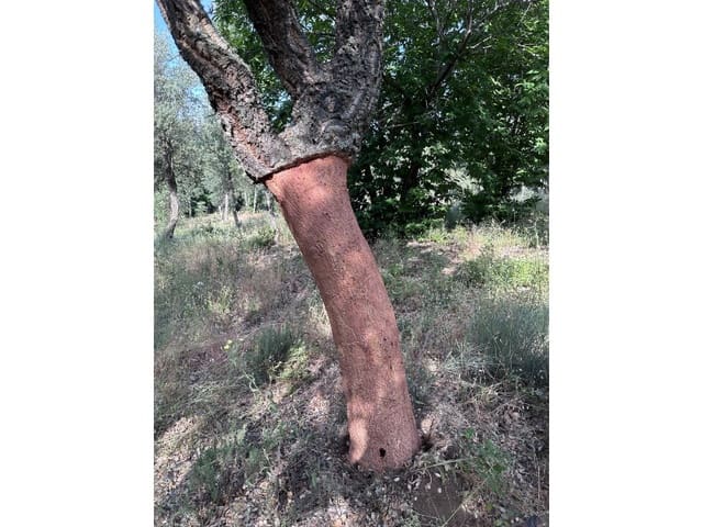 Finca/Casa Rural de 1 habitación en Valencia de Alcántara en venta - 279.000 € (Ref: 9643347)