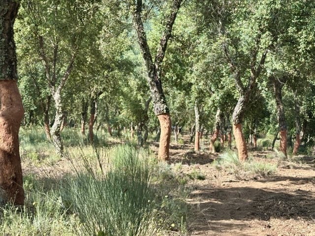 Finca/Casa Rural de 1 habitación en Valencia de Alcántara en venta - 279.000 € (Ref: 9643347)