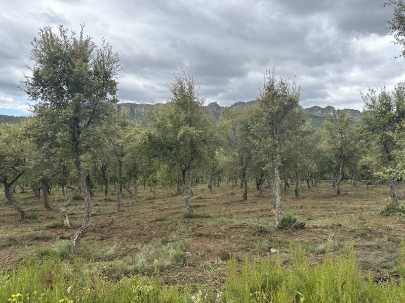 Finca/Casa Rural de 1 habitación en Valencia de Alcántara en venta - 279.000 € (Ref: 9643347)