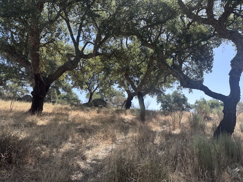 Finca/Casa Rural de 1 habitación en San Vicente de Alcántara en venta - 69.000 € (Ref: 9643348)