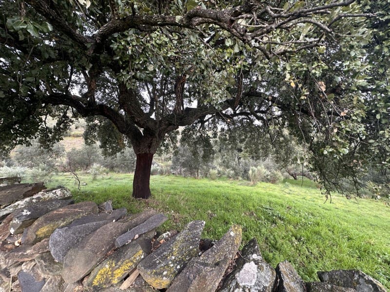 2 bedroom Finca/Country House for sale in Valencia de Alcantara - € 45,000 (Ref: 9735401)