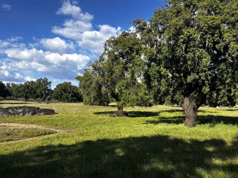 Finca/Country House for sale in Valencia de Alcantara - € 2,400,000 (Ref: 9894470)