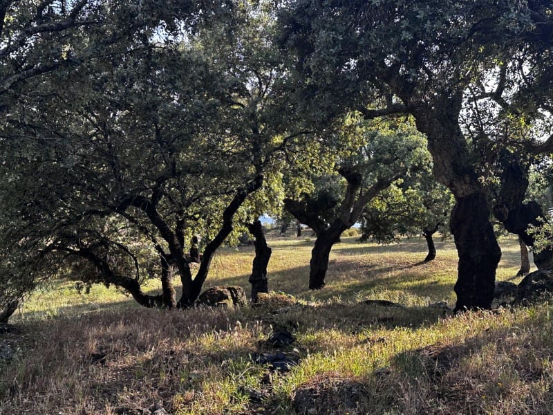 Finca/Country House for sale in Valencia de Alcantara - € 2,400,000 (Ref: 9894470)