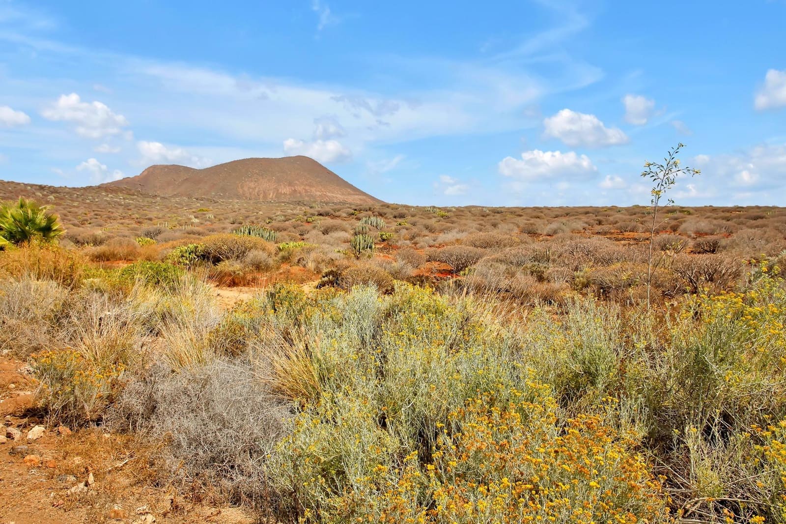 2 makuuhuone Huoneisto vuokrattavana paikassa Palm-Mar mukana uima-altaan - 2 000 € (Ref: 9586608)