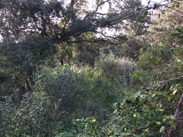 Bouwgrond te koop in Sotogrande Alto, San Roque - € 1.000.000 (Ref: 7415306)