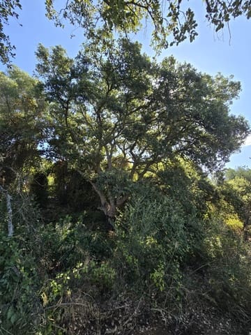 Bouwgrond te koop in Sotogrande Alto, San Roque - € 1.000.000 (Ref: 7415306)