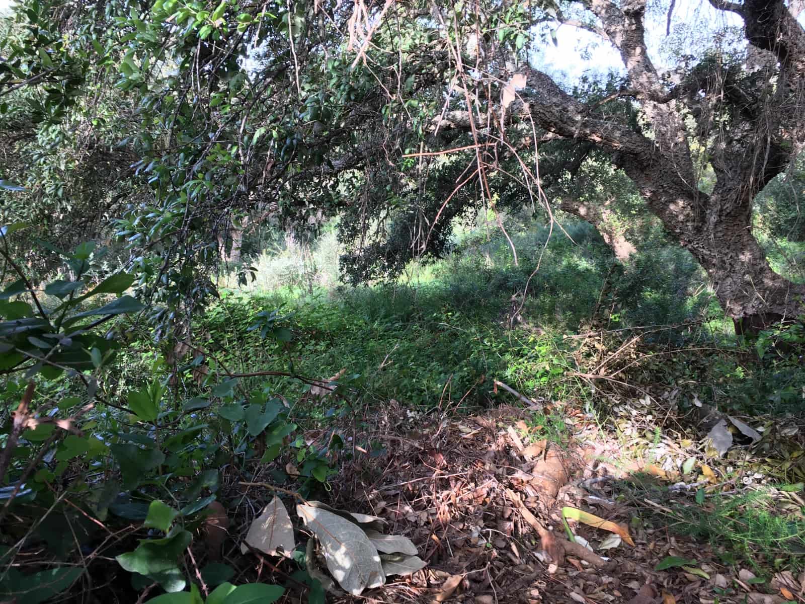 Bouwgrond te koop in Sotogrande - € 1.000.000 (Ref: 7415306)
