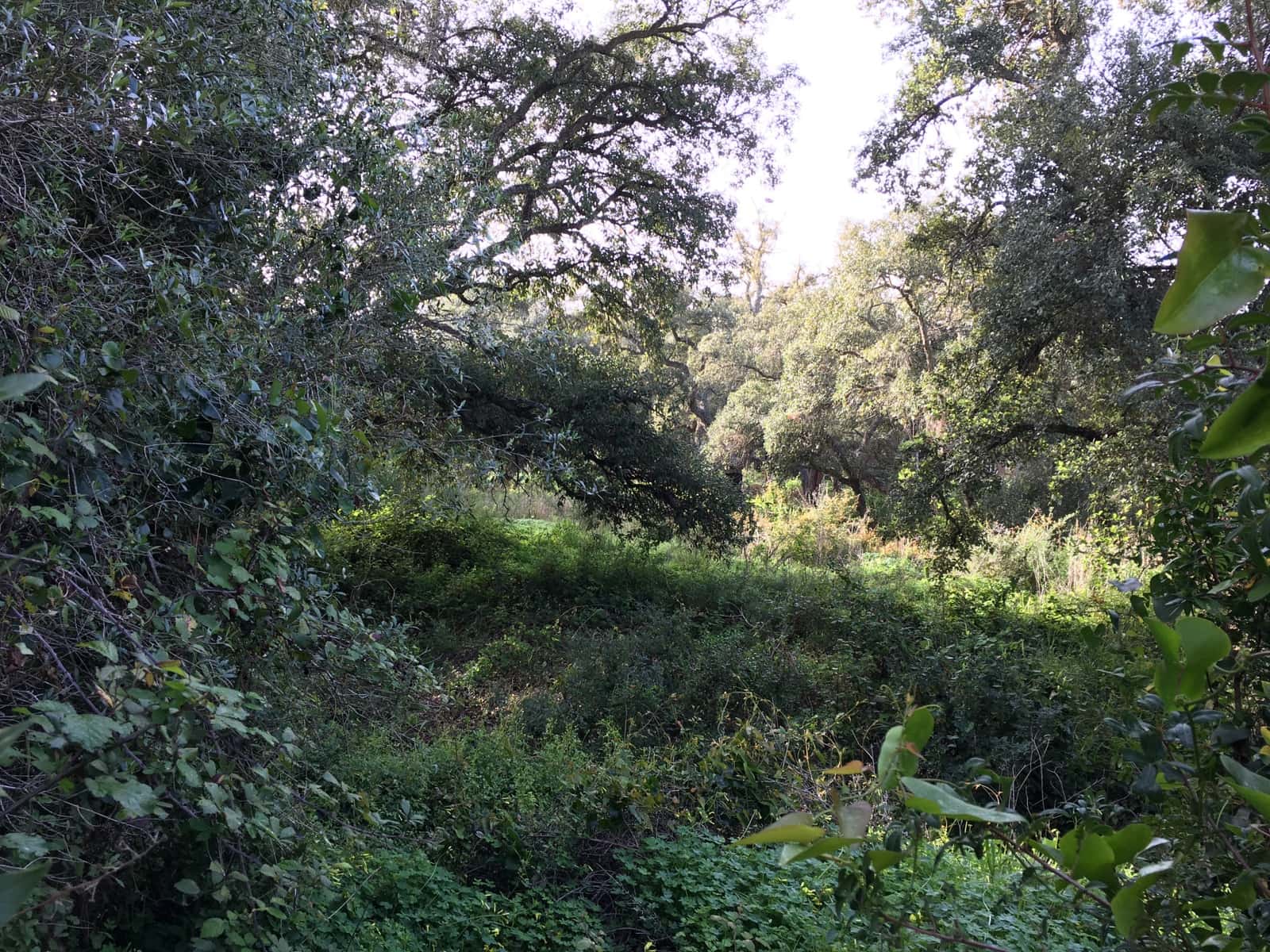 Bouwgrond te koop in Sotogrande - € 1.000.000 (Ref: 7415306)