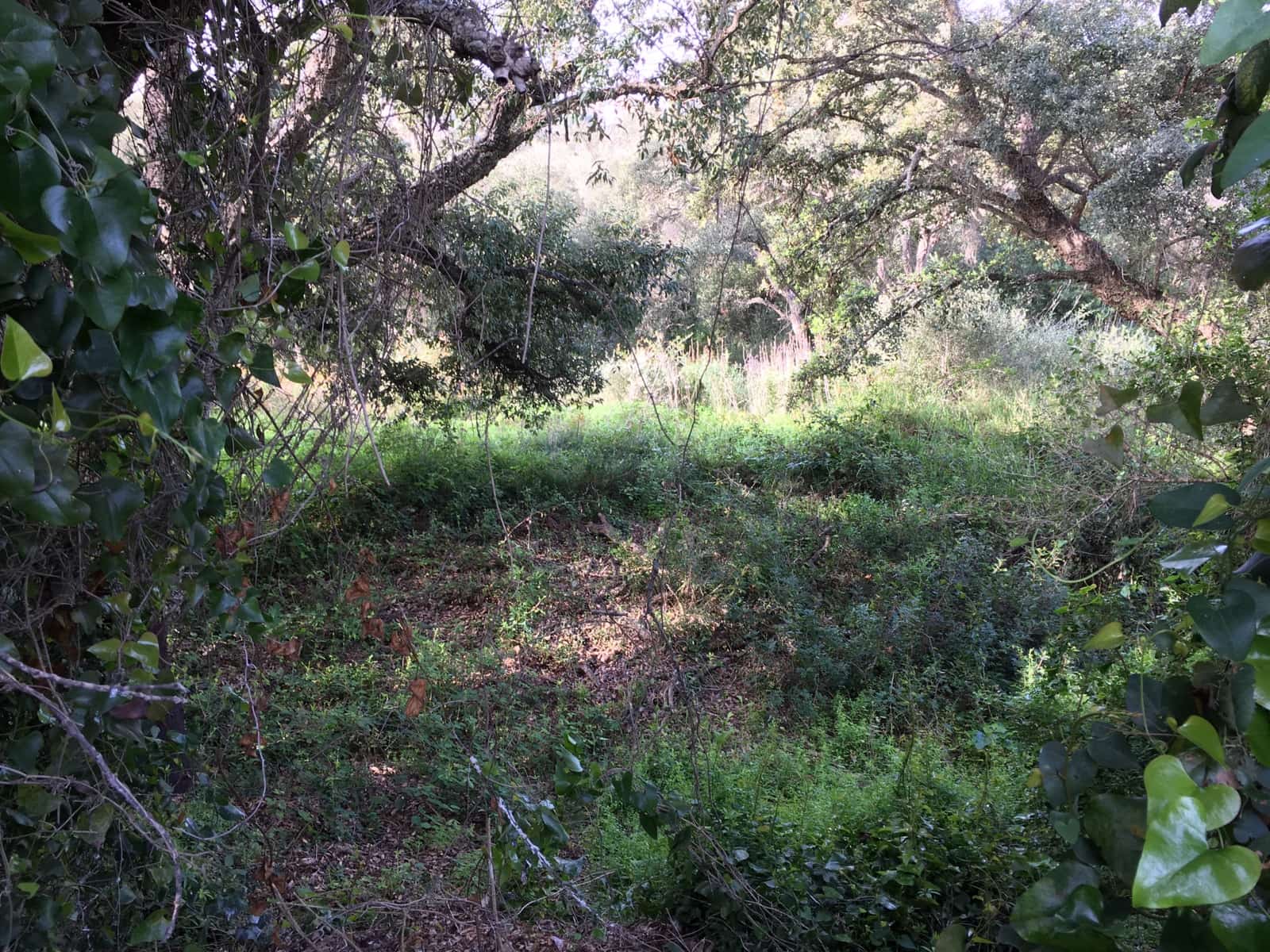Bouwgrond te koop in Sotogrande - € 1.000.000 (Ref: 7415306)