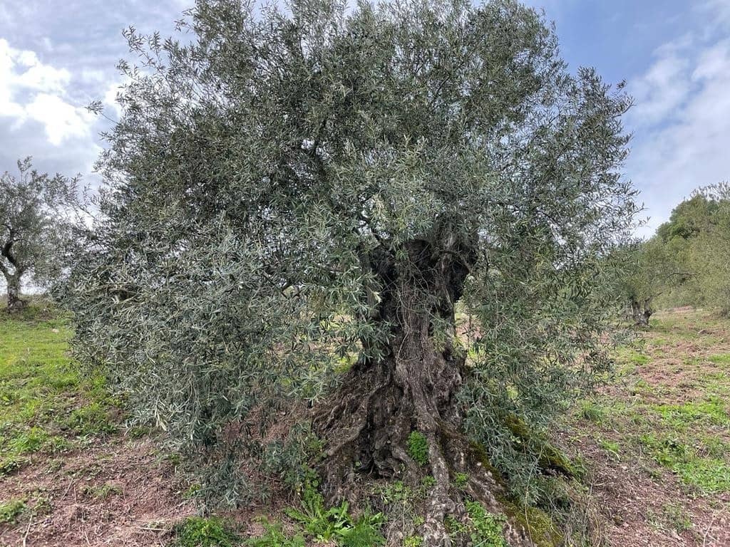 3 soverom Finca/Herregård til salgs i El Burgo med svømmebasseng - € 255 000 (Ref: 7686501)