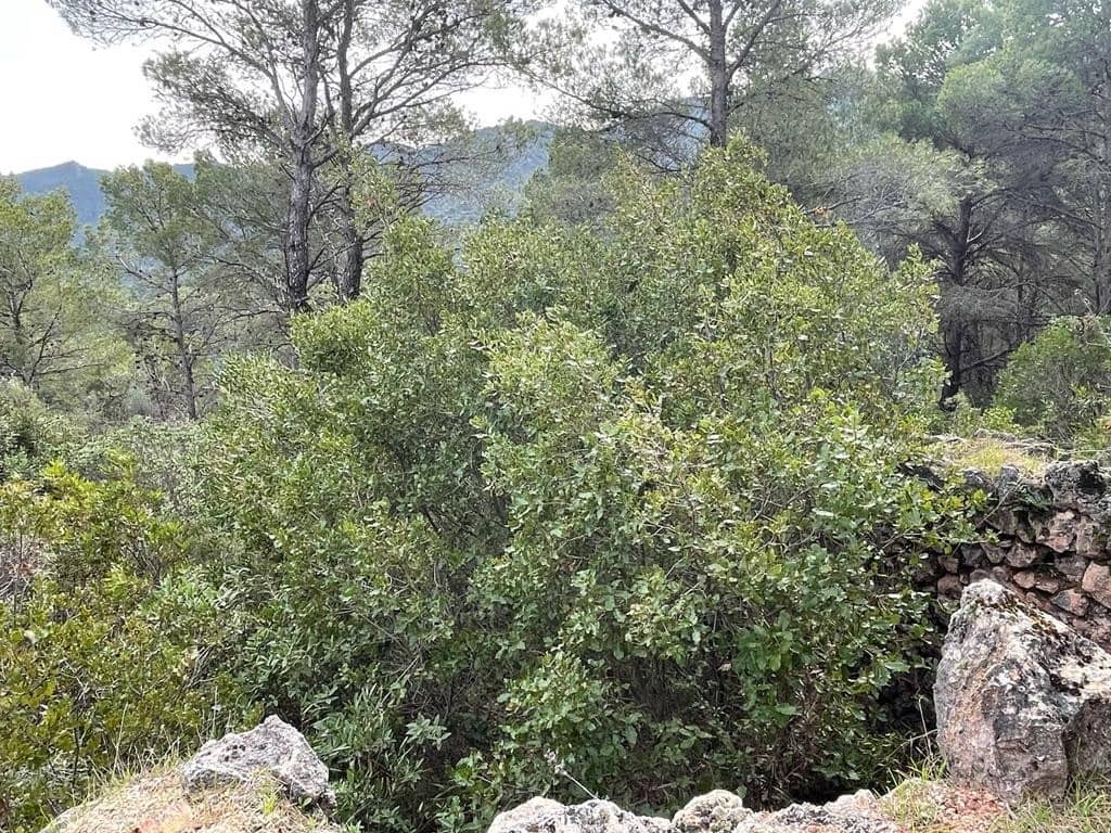 3 chambre Finca/Maison de Campagne à vendre à El Burgo avec piscine - 255 000 € (Ref: 7686501)